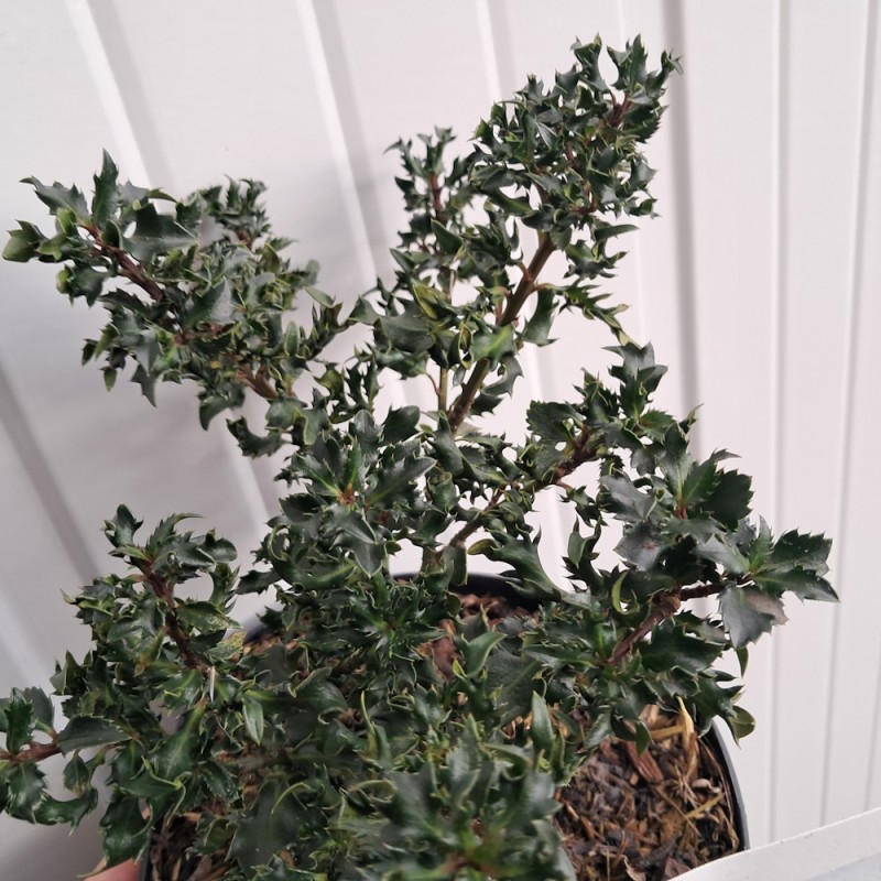 Småbladet Kristtorn Horstmann Mini - Ilex meserveae Horstmann Mini