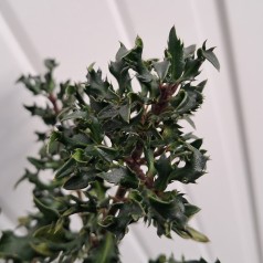 Småbladet Kristtorn Horstmann Mini - Ilex meserveae Horstmann Mini