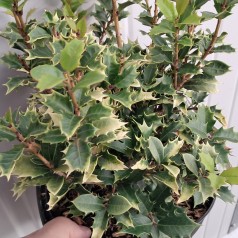 Djævletræ Shien - Osmanthus heterophyllus Shein