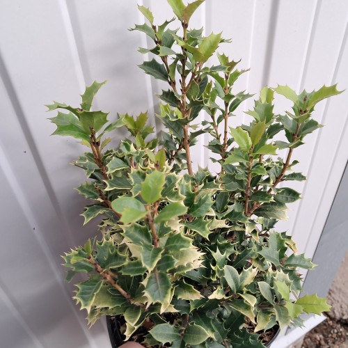 Djævletræ Shien - Osmanthus heterophyllus Shein