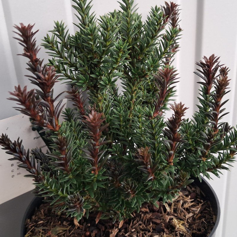 Sydtaks Jalako Red - Podocarpus nivalis Jalako Red