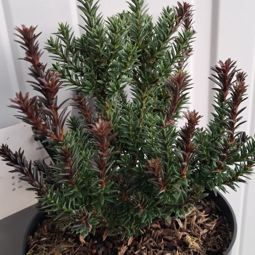 Sydtaks Jalako Red - Podocarpus nivalis Jalako Red