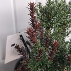 Sydtaks Jalako Red - Podocarpus nivalis Jalako Red