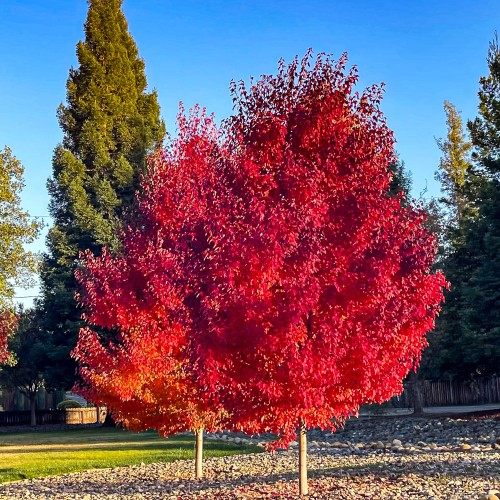 Løn Red Sunset 100-125 cm. - Bundt med 10 stk. barrodsplanter - Acer rubrum Red Sunset (Franksred)