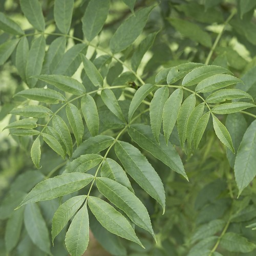 Ask 100-125 cm. - Bundt med 10 stk. barrodsplanter - Fraxinus excelsior