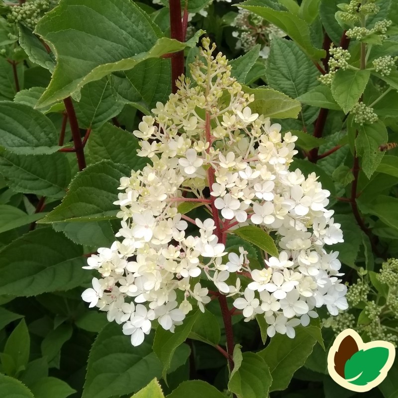 Hydrangea paniculata Wims Red / Træagtig Hortensia