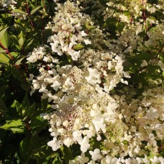 Syrenhortensia Wims Red 10-20 cm. - Bundt med 25 stk. barrodsplanter - Hydrangea paniculata Wims Red