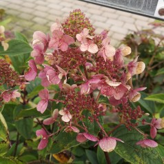 Syrenhortensia Wims Red 10-20 cm. - Bundt med 25 stk. barrodsplanter - Hydrangea paniculata Wims Red