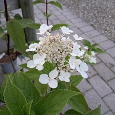 Syrenhortensia Wims Red 10-20 cm. - Bundt med 25 stk. barrodsplanter - Hydrangea paniculata Wims Red