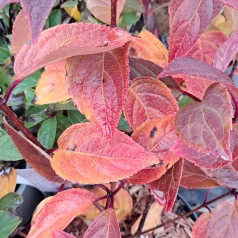 Syrenhortensia Wims Red 10-20 cm. - Bundt med 25 stk. barrodsplanter - Hydrangea paniculata Wims Red