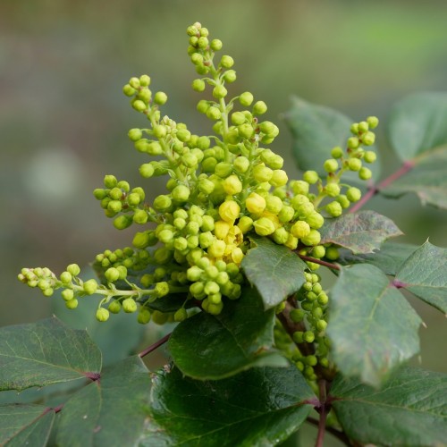 Mahonia aquifolium Apollo / Mahonie