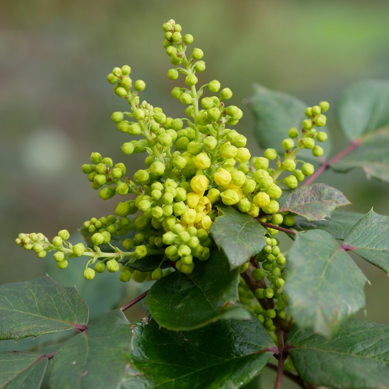 Mahonia aquifolium Apollo / Mahonie