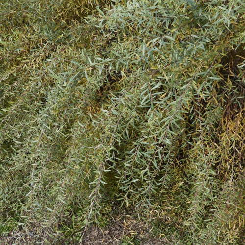 Dværg Purpurpil 60-80 cm. - Bundt Med 25 Stk. Barrodsplanter - Salix purpurea Nana