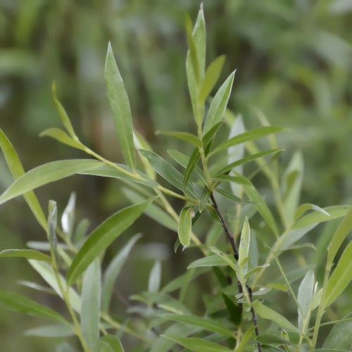 Rosmarinpil 40-60 cm. - Bundt Med 25 Stk. Barrodsplanter - Salix Rosmarinifolia