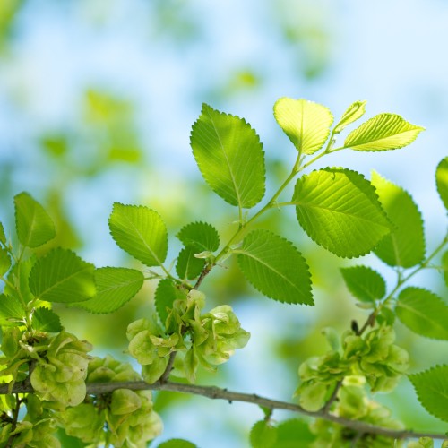 Elm Lutece 60-100 cm. - Bundt med 25 stk. barrodsplanter - Ulmus Lutece (Naguen)