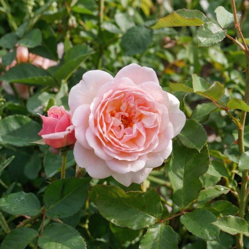 Rose Félicia - Moskusrose