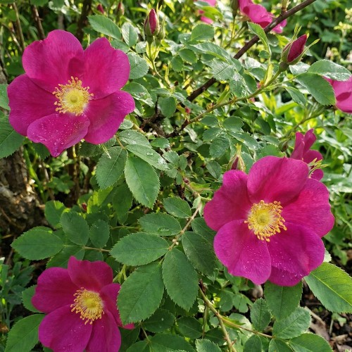 Rose Single Cherry - Buskrose / Barrods
