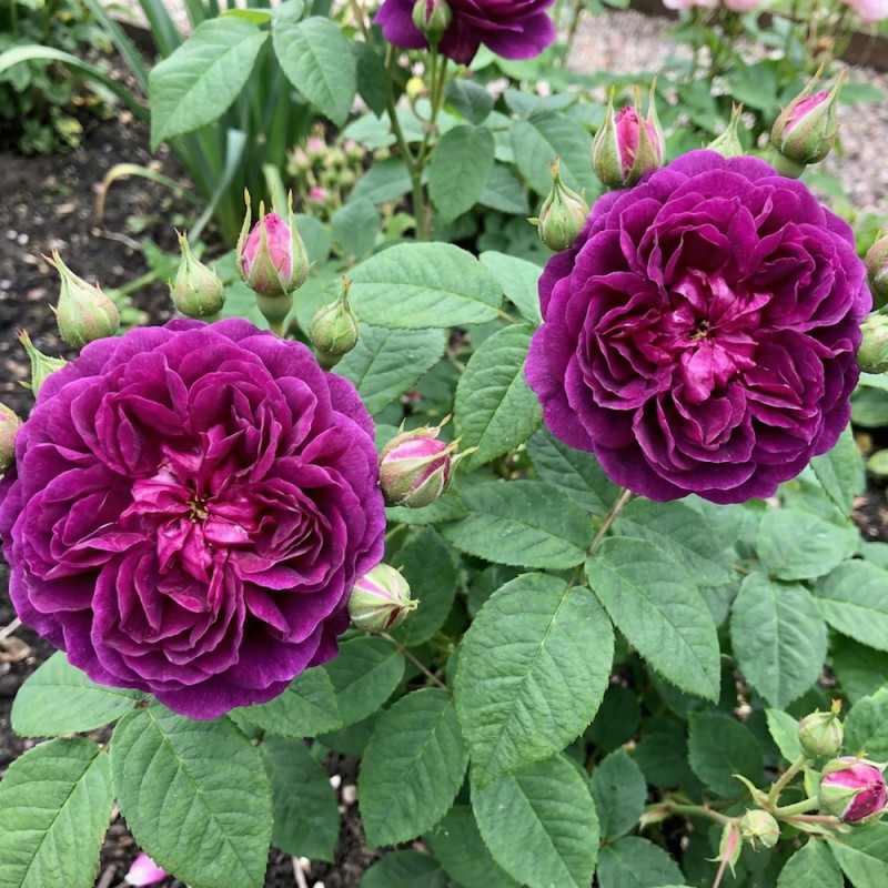 Rose Cardinal de Richelieu - Gammeldags Rose / Barrods