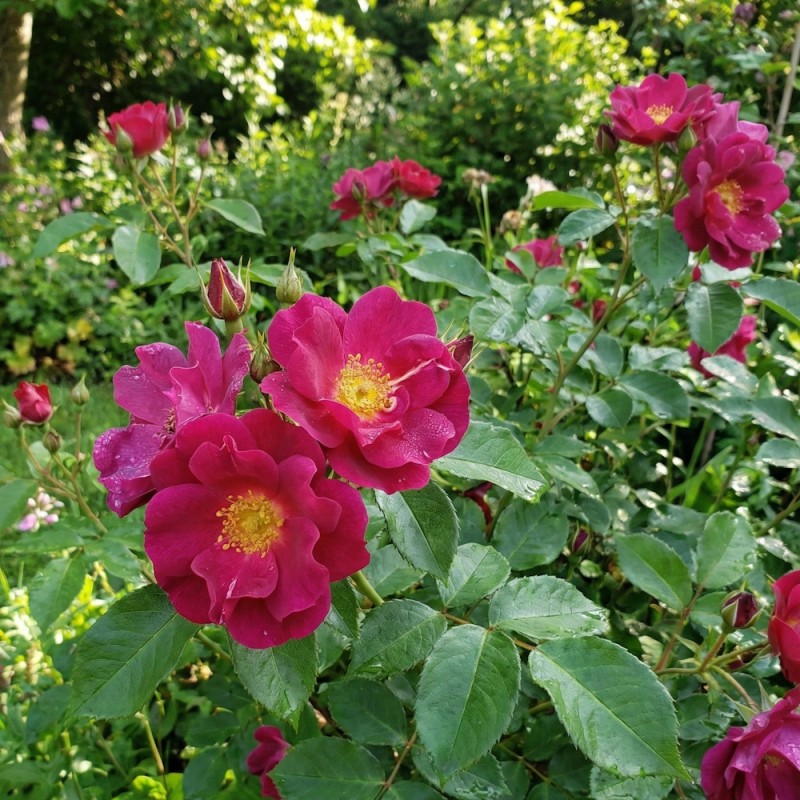 Rose Wild Rover - Slyngrose