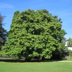 Tyrkisk Hassel 100-110 cm. - Bundt med 10 stk. barrodsplanter - Corylus colurna