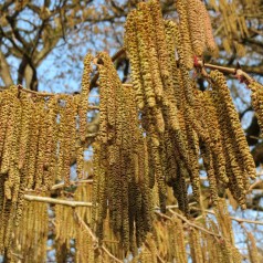 Tyrkisk Hassel 100-110 cm. - Bundt med 10 stk. barrodsplanter - Corylus colurna