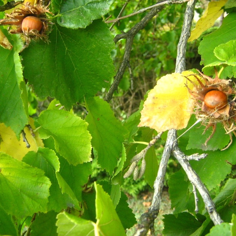 Tyrkisk Hassel 100-110 cm. - Bundt med 10 stk. barrodsplanter - Corylus colurna