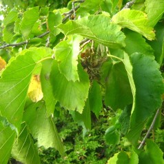 Tyrkisk Hassel 40-60 cm. - Bundt med 25 stk. barrodsplanter - Corylus colurna