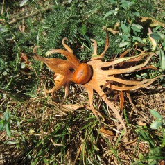 Tyrkisk Hassel 50-80 cm. - Bundt med 10 stk. barrodsplanter - Corylus colurna