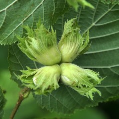 Storfrugtet Hassel...