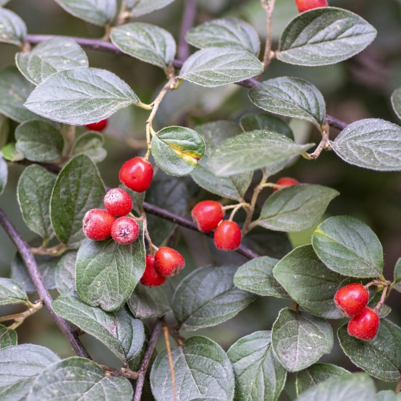 Himalaya Dværgmispel 60-80 cm. - Bundt med 25 stk. barrodsplanter - Cotoneaster simonsii