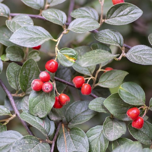 Himalaya Dværgmispel 60-80 cm. - Bundt med 25 stk. barrodsplanter - Cotoneaster simonsii