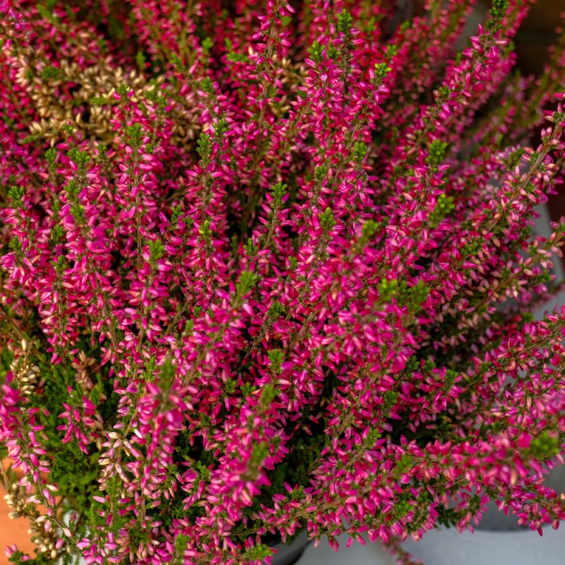 Efterårslyng Haalboom Red - Calluna vulgaris Haalbooms Red