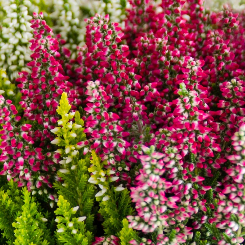 Efterårslyng Dark Beauty - Calluna vulgaris Dark Beauty
