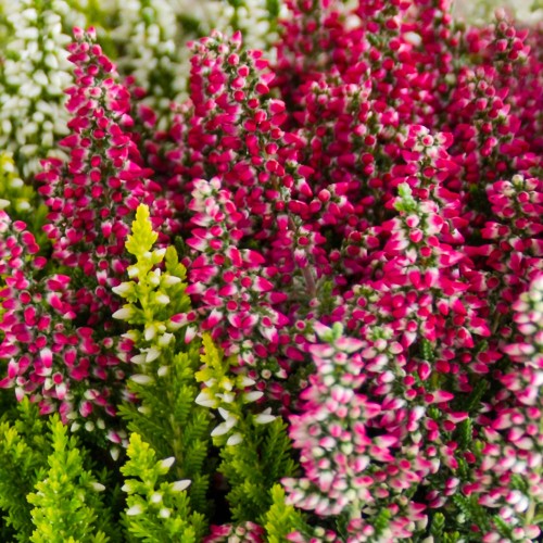 Efterårslyng Dark Beauty - Calluna vulgaris Dark Beauty