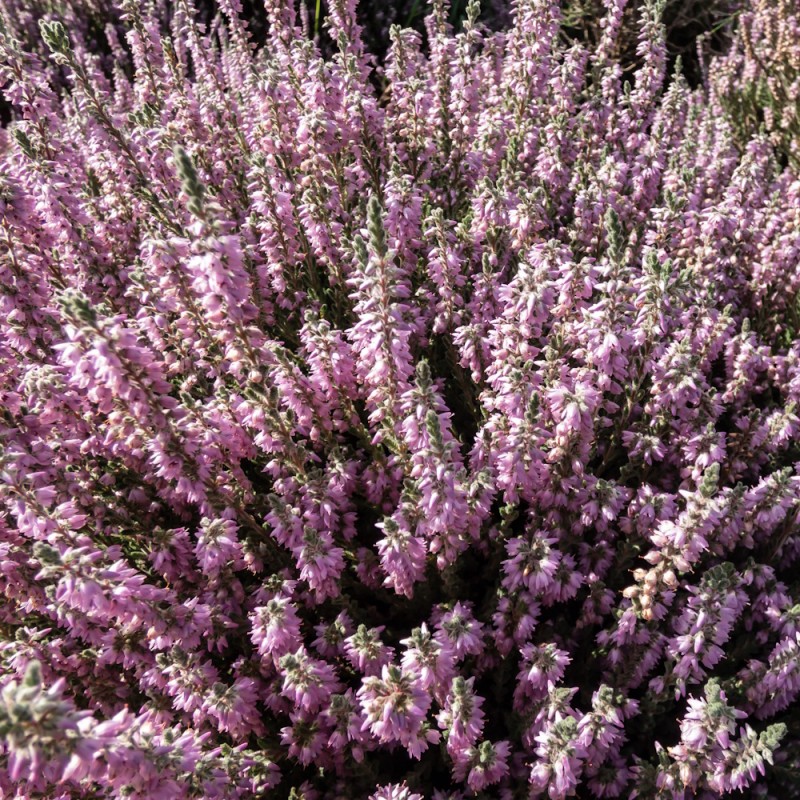 Efterårslyng Silver Knight - Calluna vulgaris Silver Knight