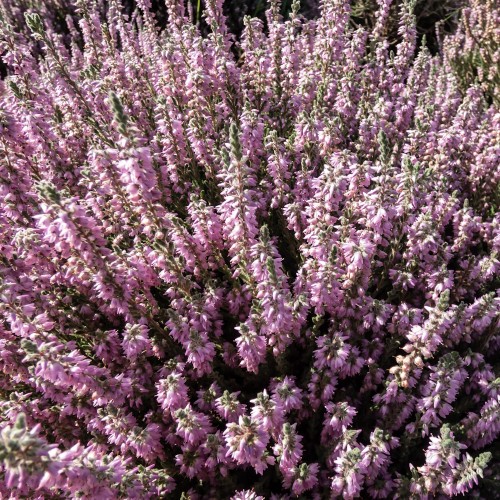 Efterårslyng Silver Knight - Calluna vulgaris Silver Knight