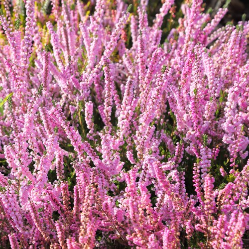Efterårslyng Radnor - Calluna vulgaris Radnor
