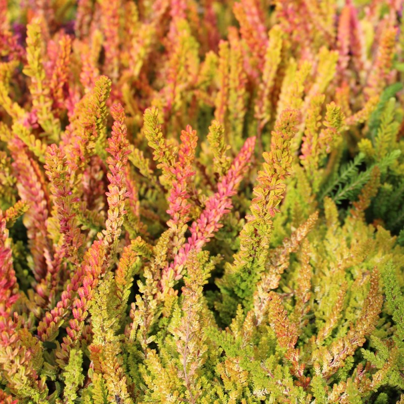 Efterårslyng Firefly - Calluna vulgaris Firefly