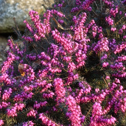 Forårslyng Rosalie - Erica carnea Rosalie