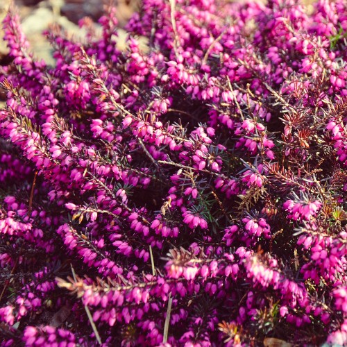 Forårslyng Winterfreude - Erica carnea Winterfreude