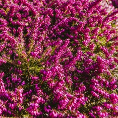 Forårslyng Kramers Rote -...