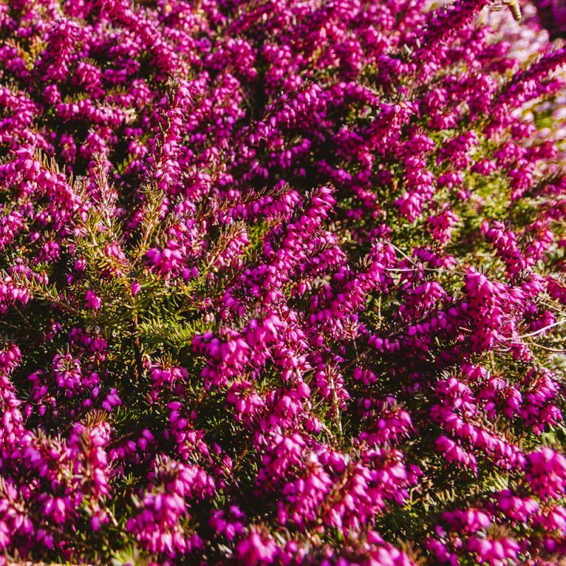 Forårslyng Kramers Rote - Erica x darleyensis Kramers Rote