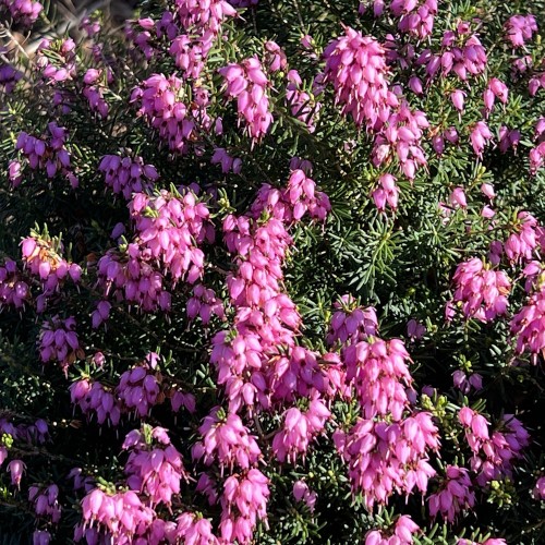 Forårslyng Rubina - Erica x darleyensis Rubina