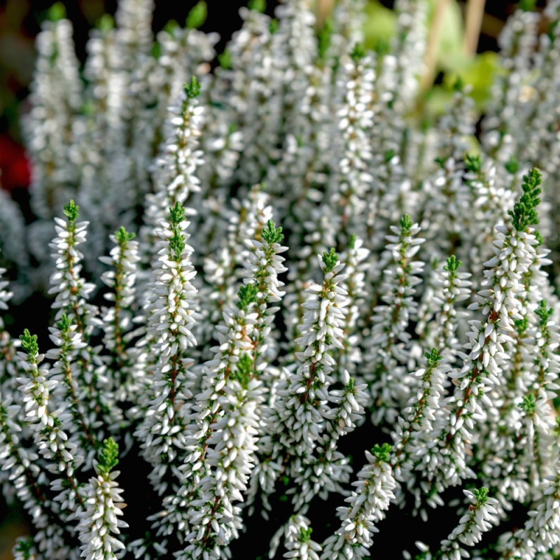 Efterårslyng Veluwe - Calluna vulgaris Veluwe