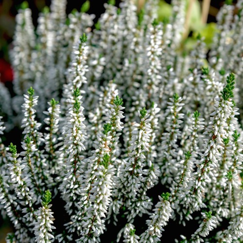 Efterårslyng Veluwe - Calluna vulgaris Veluwe