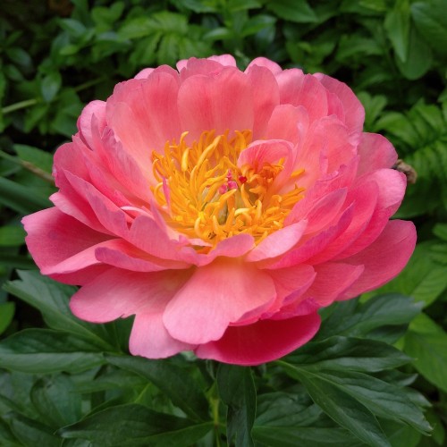 Træpæon Magical Mystery Tour - Paeonia Itoh Magical Mystery Tour