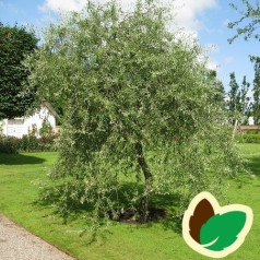 Pyrus salicifolia Pendula - Prydpære - Pilebladet Pære / 150 cm. stamme.