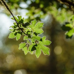 Navr, Acer campestre