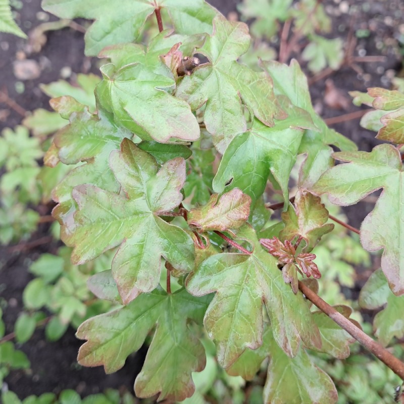 Navr 350 - 400 cm. - Acer campestre