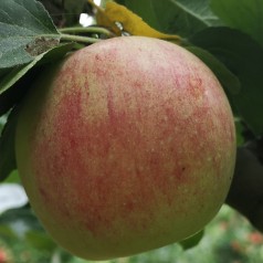 Æbletræ Aroma - Stammeomkreds 12-14 cm. - Malus domestica Aroma